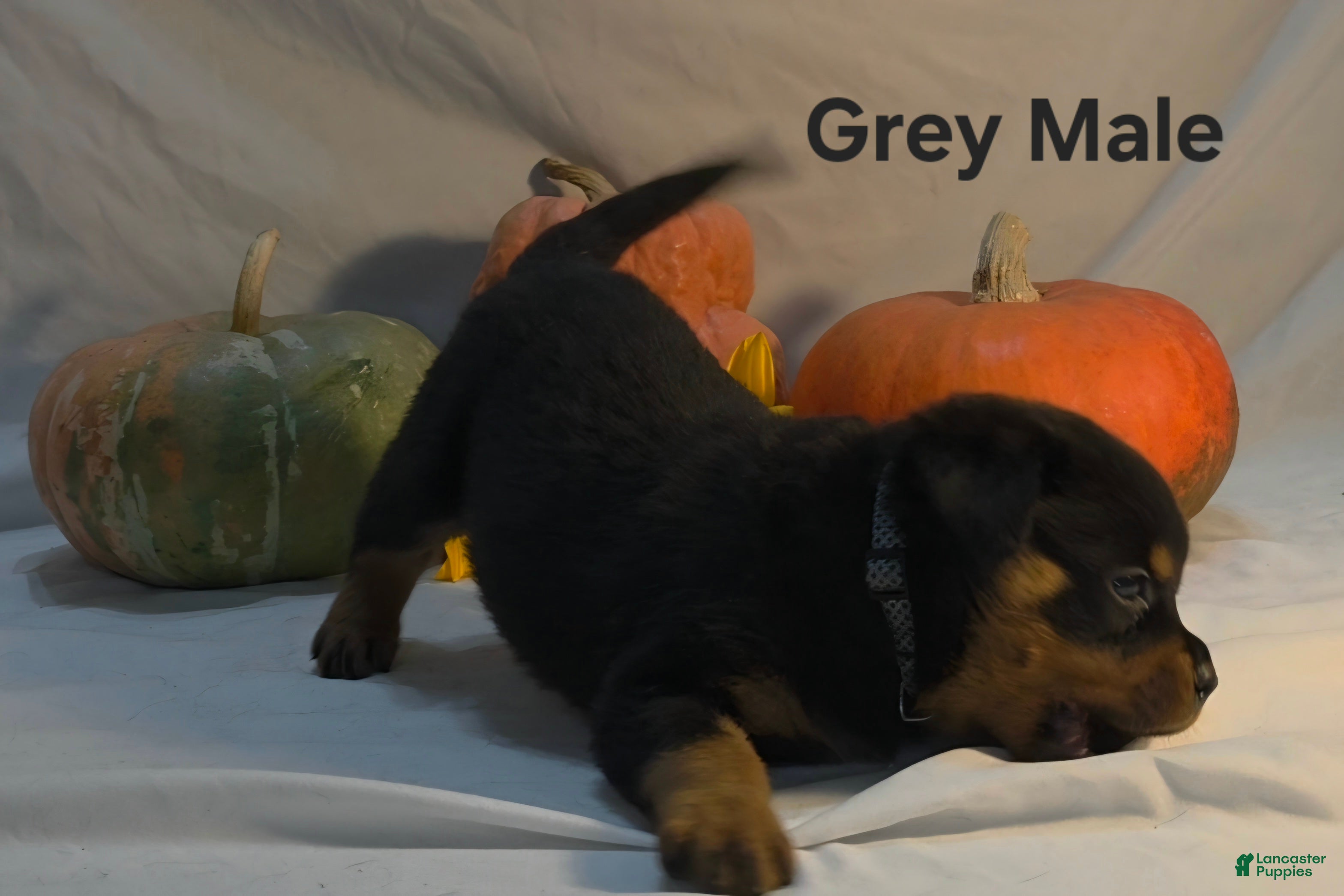 Rottweiler dogs Grey - Ad 2