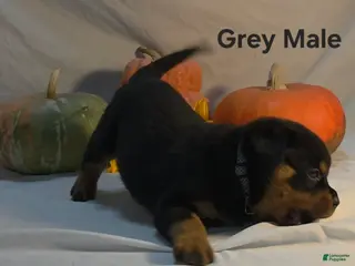 Rottweiler dogs Grey - Ad 2