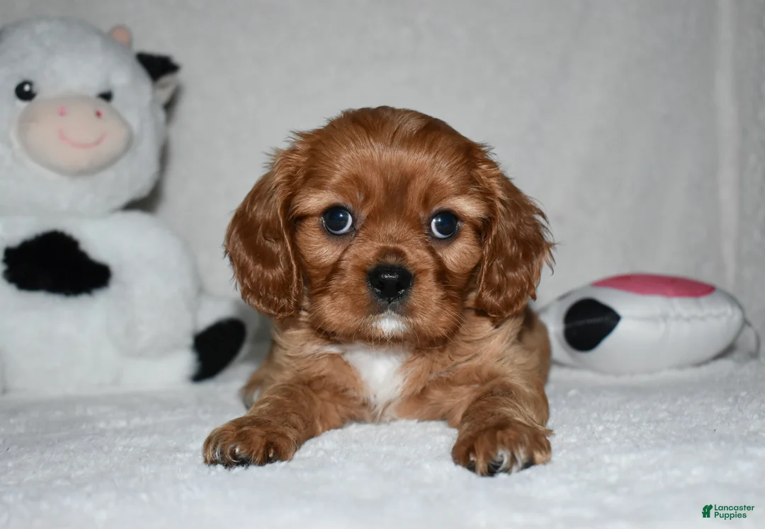 Cavalier King Charles Spaniel dogs for sale: Uri  - Ad 2