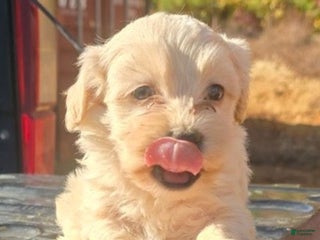 Maltipoo dogs - Ad 5