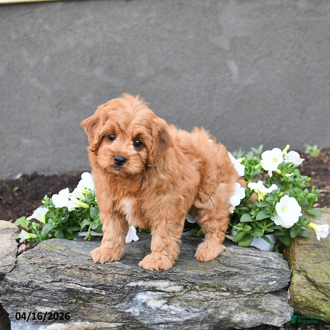 Cavapoo dogs for sale: Eddie - Ad 2