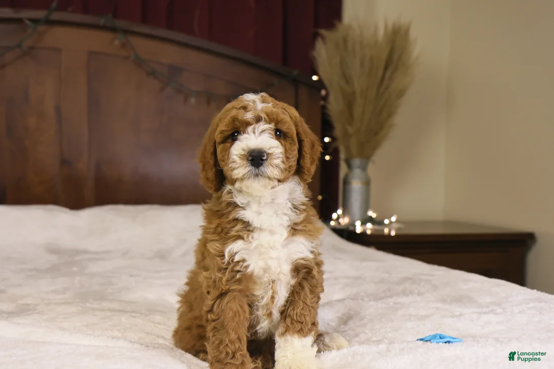 Goldendoodle dogs for sale: Yeti - Ad 2