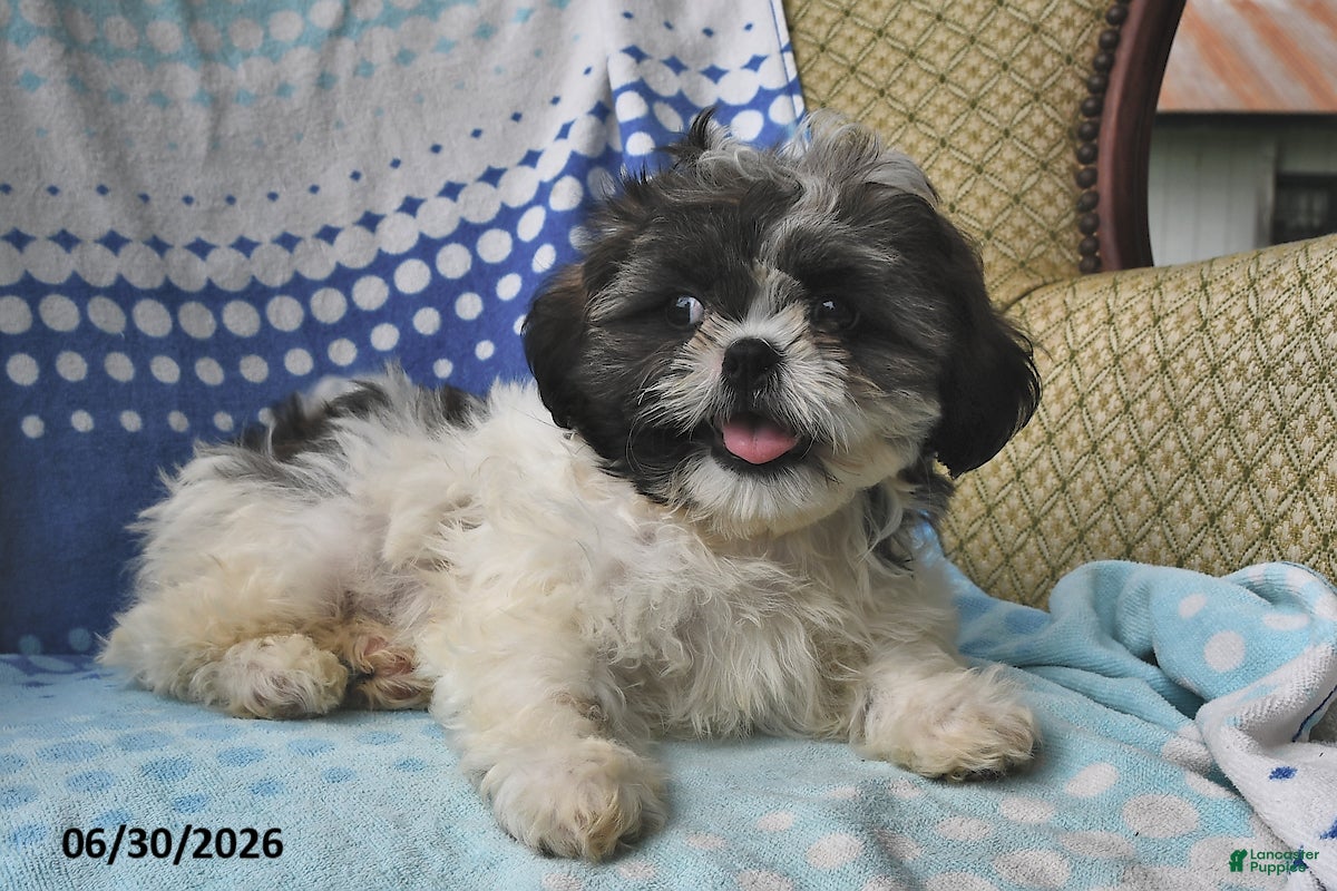 Shih Tzu dogs Jeremiah - Ad 1