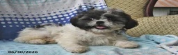 Shih Tzu dogs for sale: Jeremiah - Ad 3