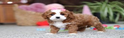 Cavapoo dogs for sale: Lilly - Ad 5