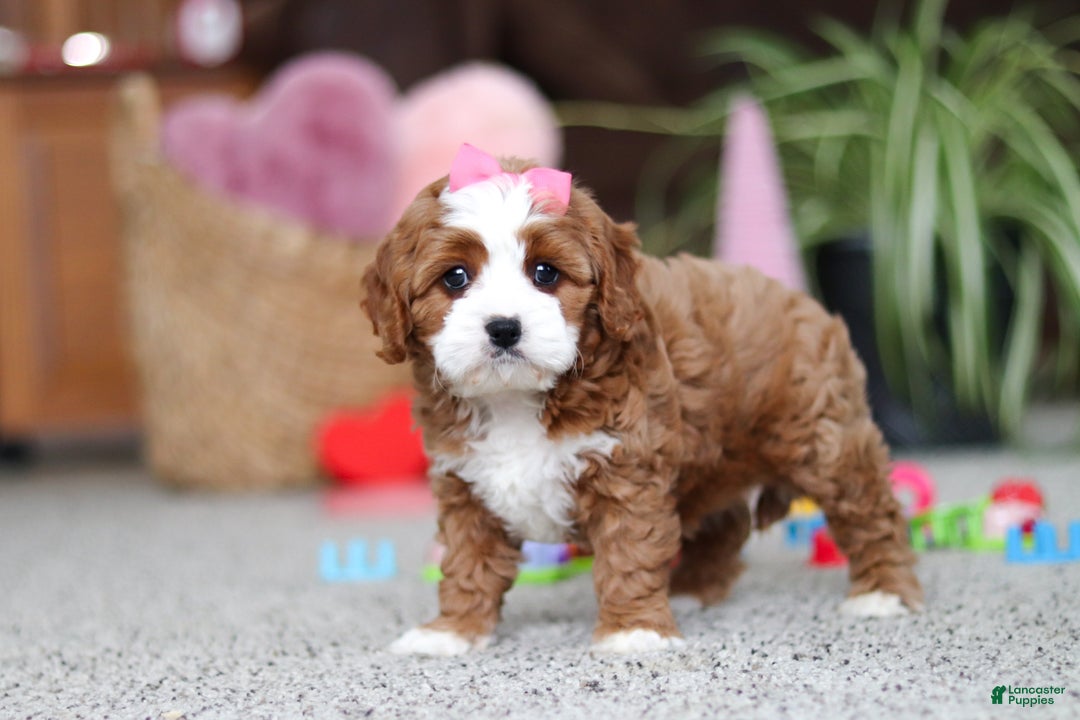 Cavapoo dogs for sale: Lilly - Ad 5