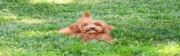 Cavapoo dogs for sale: Amore  - Ad 3