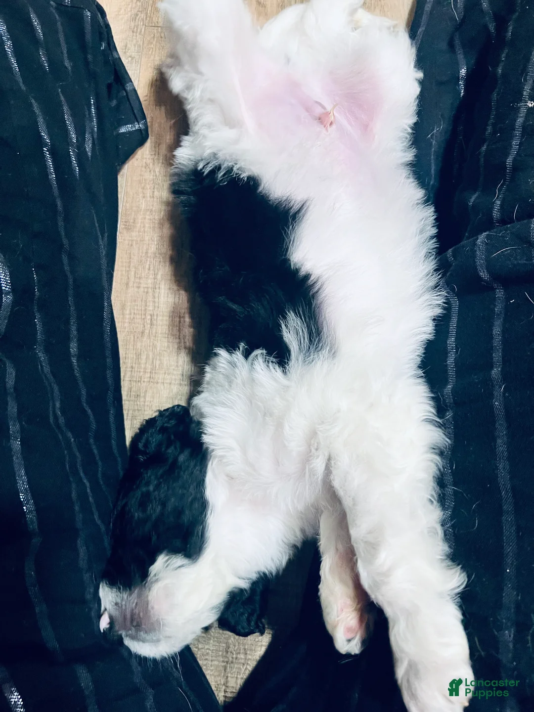 Mixed Breed dogs for sale: Curly - Ad 2