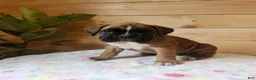 Boxer dogs for sale: Jayla  - Ad 3