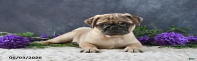 Greg