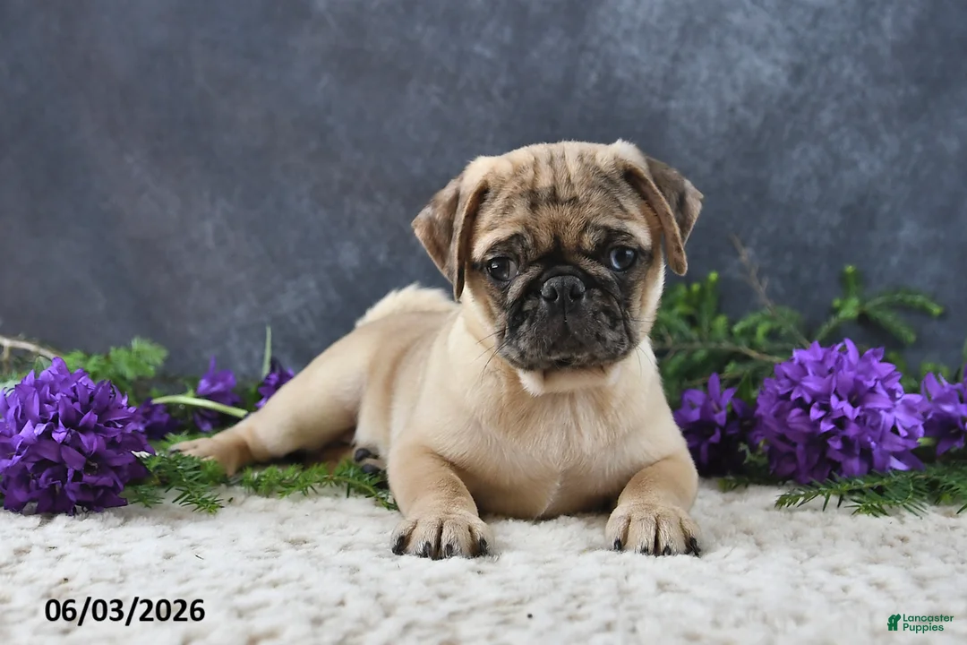 Pug dogs for sale: Greg - Ad 1