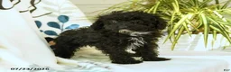 Toy Poodle dogs for sale: Quirk - Ad 9