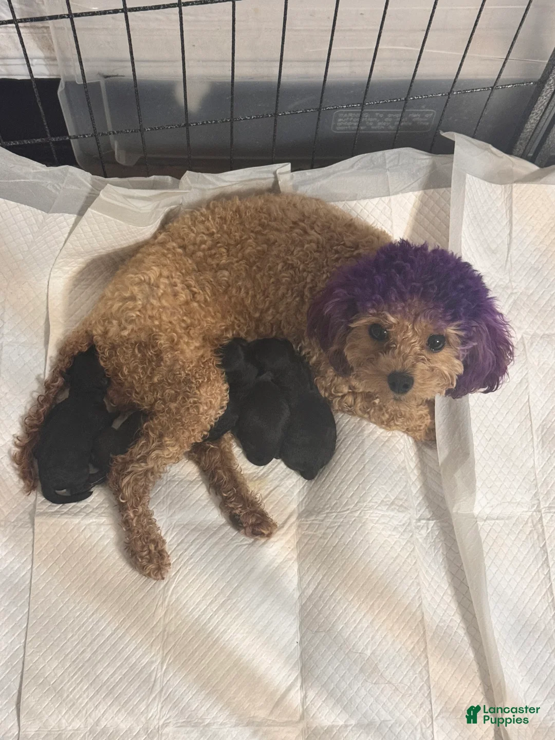Yorkiepoo dogs for sale: Yorkiepoo Puppy 1 - Ad 2