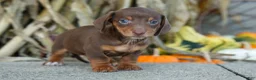 Miniature Dachshund dogs for sale:  Zoey🎀 - Ad 3