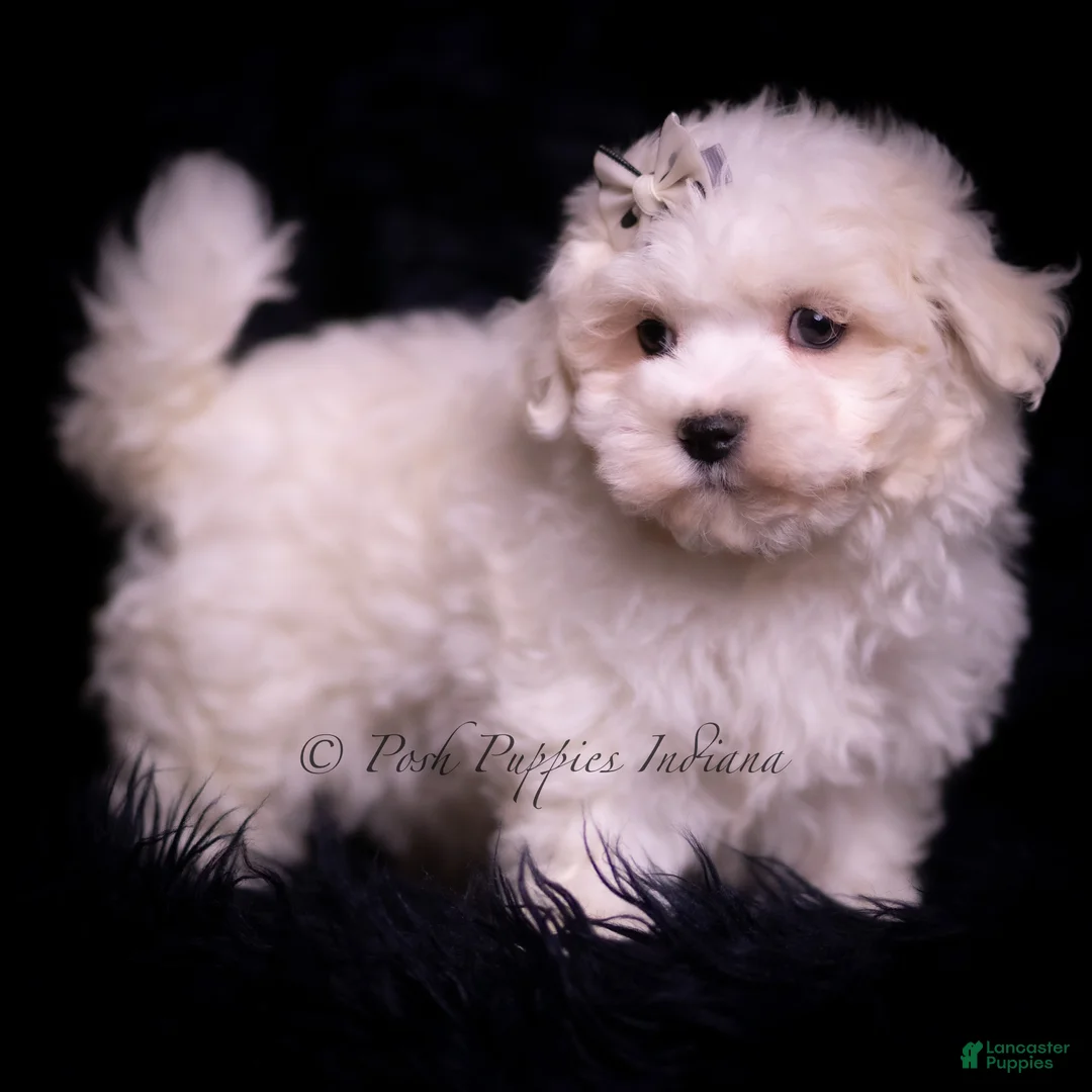 Maltese dogs for sale: Maltese Puppy 1 - Ad 12