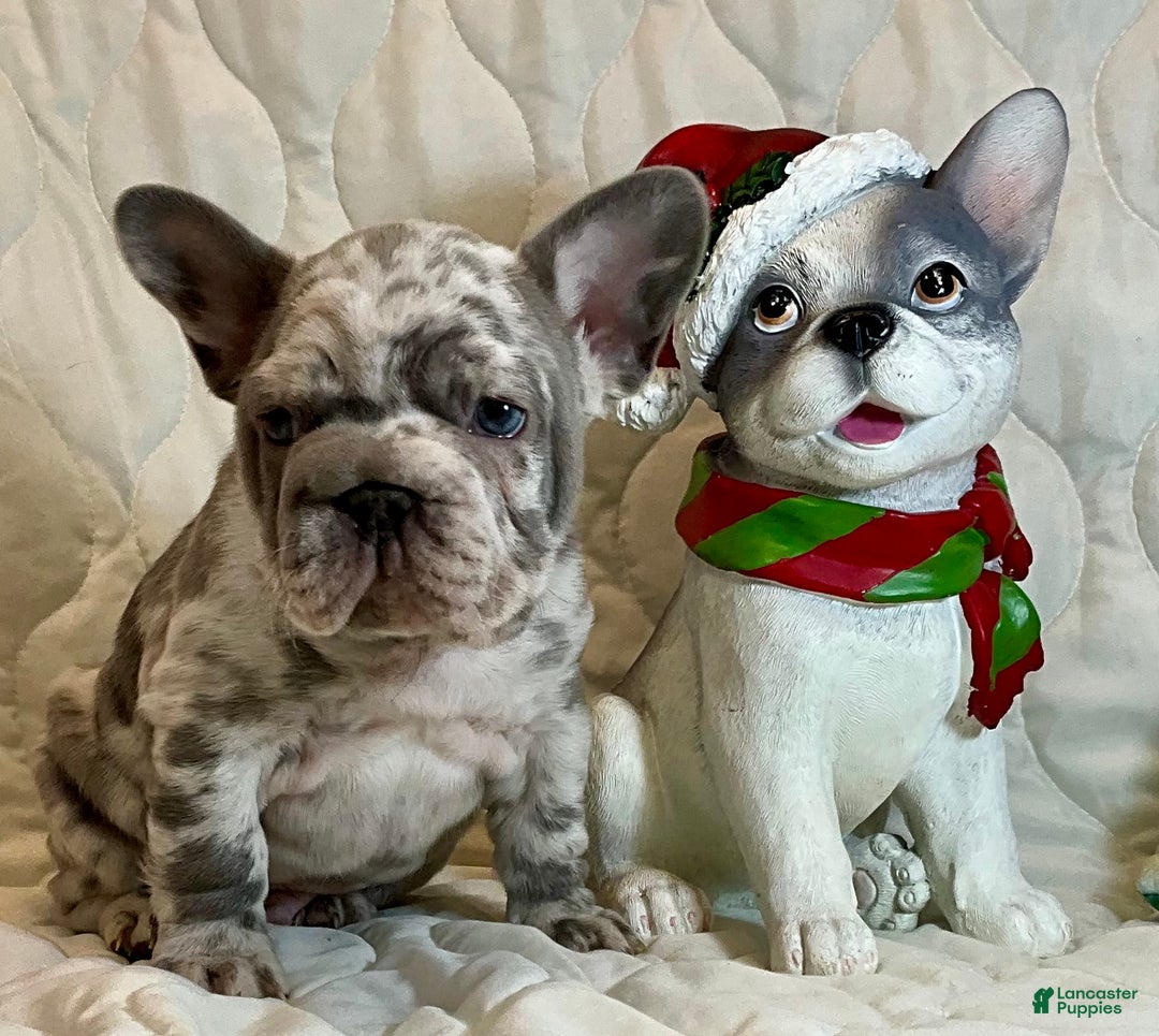 French Bulldog dogs for sale: Garmin - Ad 11