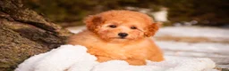 Miniature Poodle dogs for sale: Fredrick - Ad 2