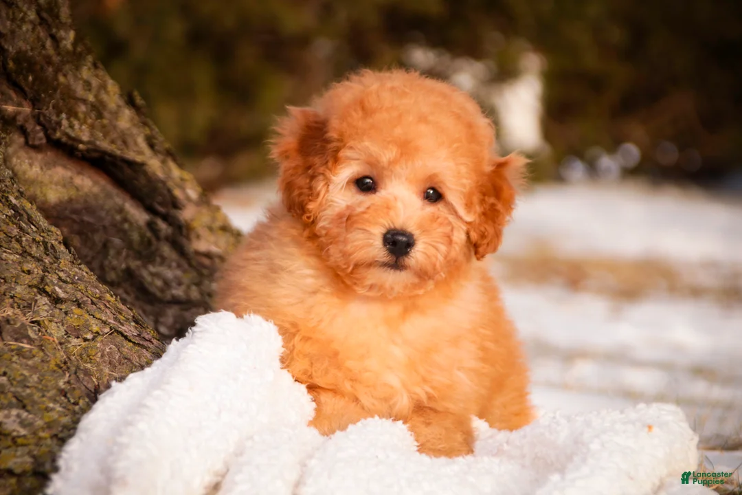 Miniature Poodle dogs for sale: Fredrick - Ad 2