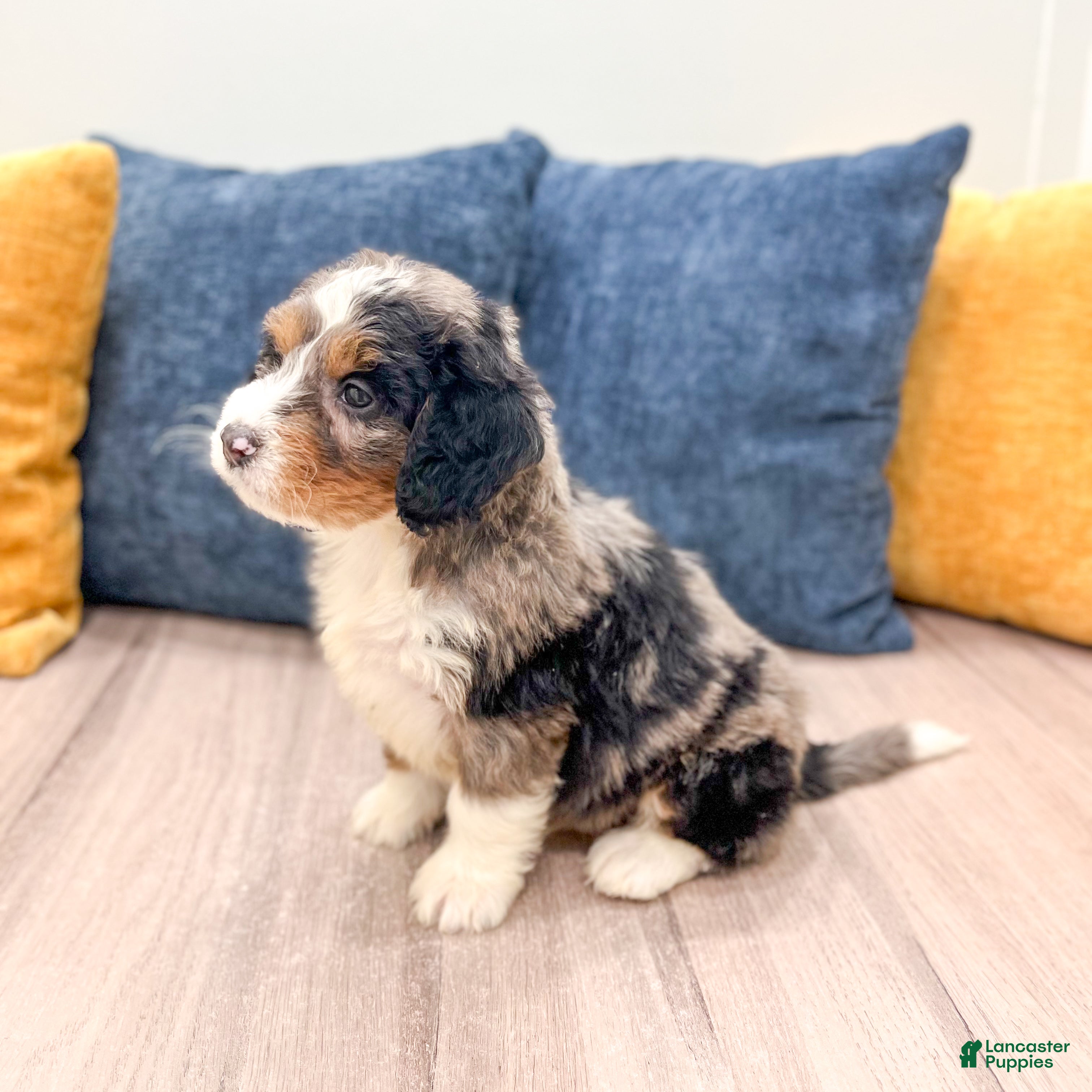 Mini Bernedoodle dogs for sale: Rusty - Ad 3