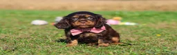 Cavalier King Charles Spaniel dogs for sale: Cooper - Ad 7