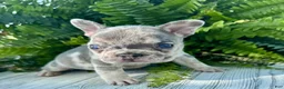 French Bulldog dogs for sale: Asher - Ad 4
