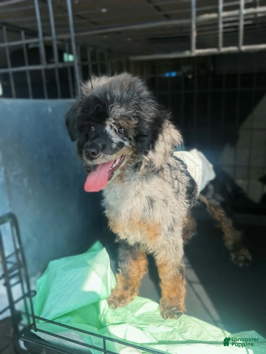 Toy Poodle dogs for sale: Baxtor  - Ad 2