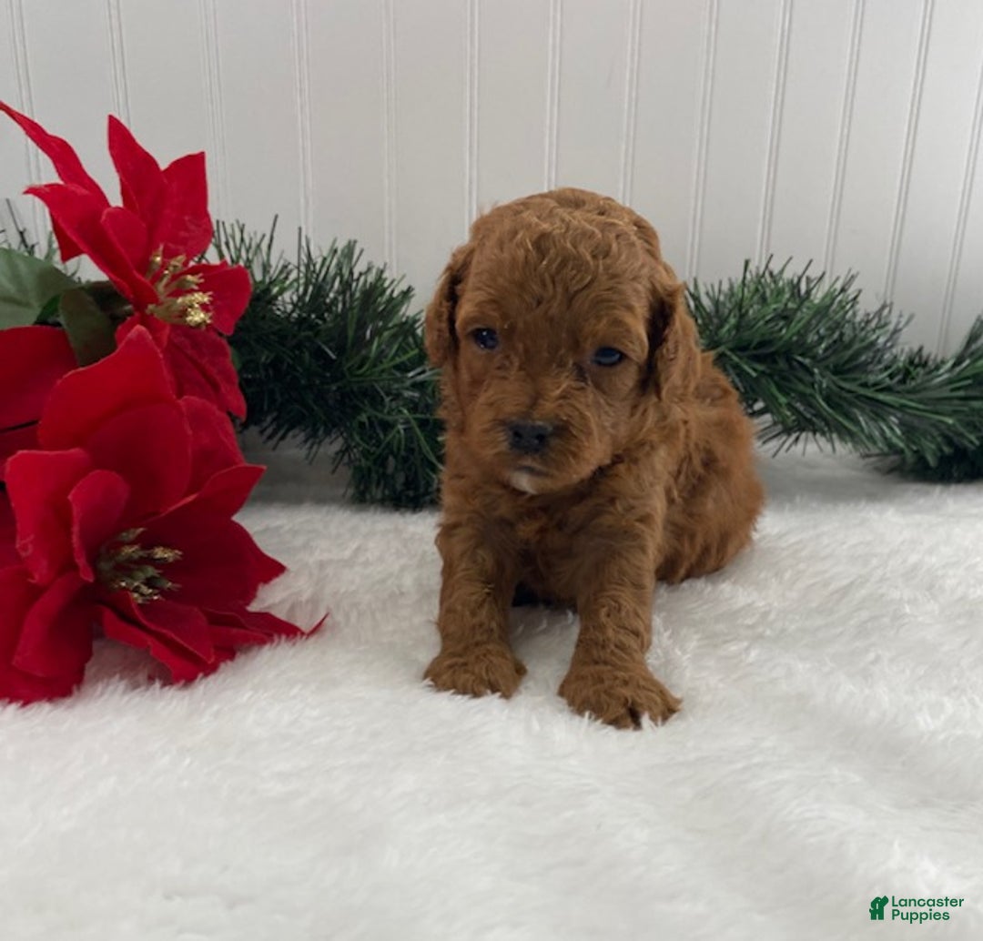 Cavapoo dogs for sale: Sunshine - Ad 6