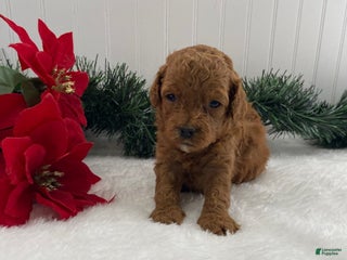 Cavapoo dogs Sunshine - Ad 41