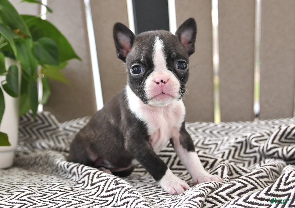 Boston Terrier dogs Pixie - Ad 1