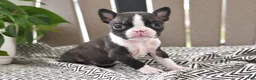 Boston Terrier dogs for sale: Pixie - Ad 1