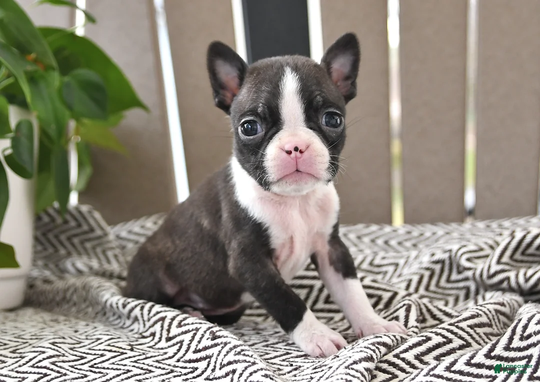 Boston Terrier dogs for sale: Pixie - Ad 1