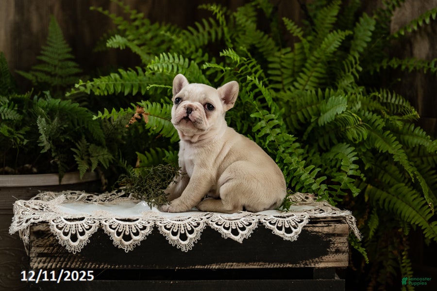 French Bulldog dogs Reba - Ad 2