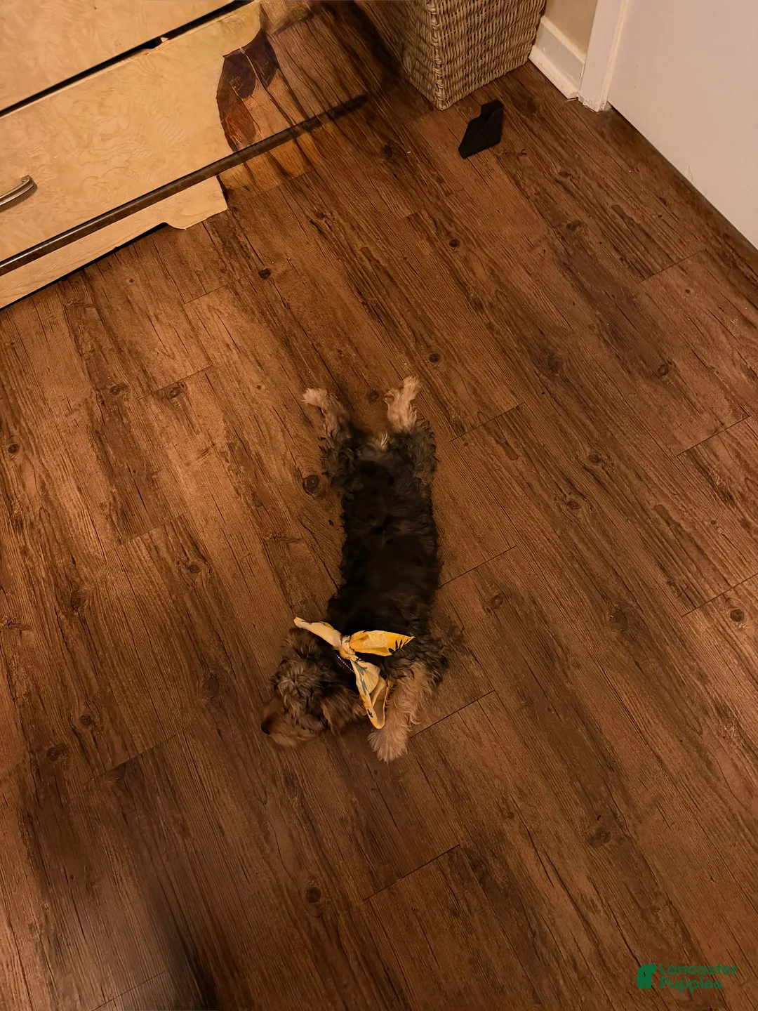Yorkiepoo dogs for sale: Yorkiepoo Leo - Ad 8