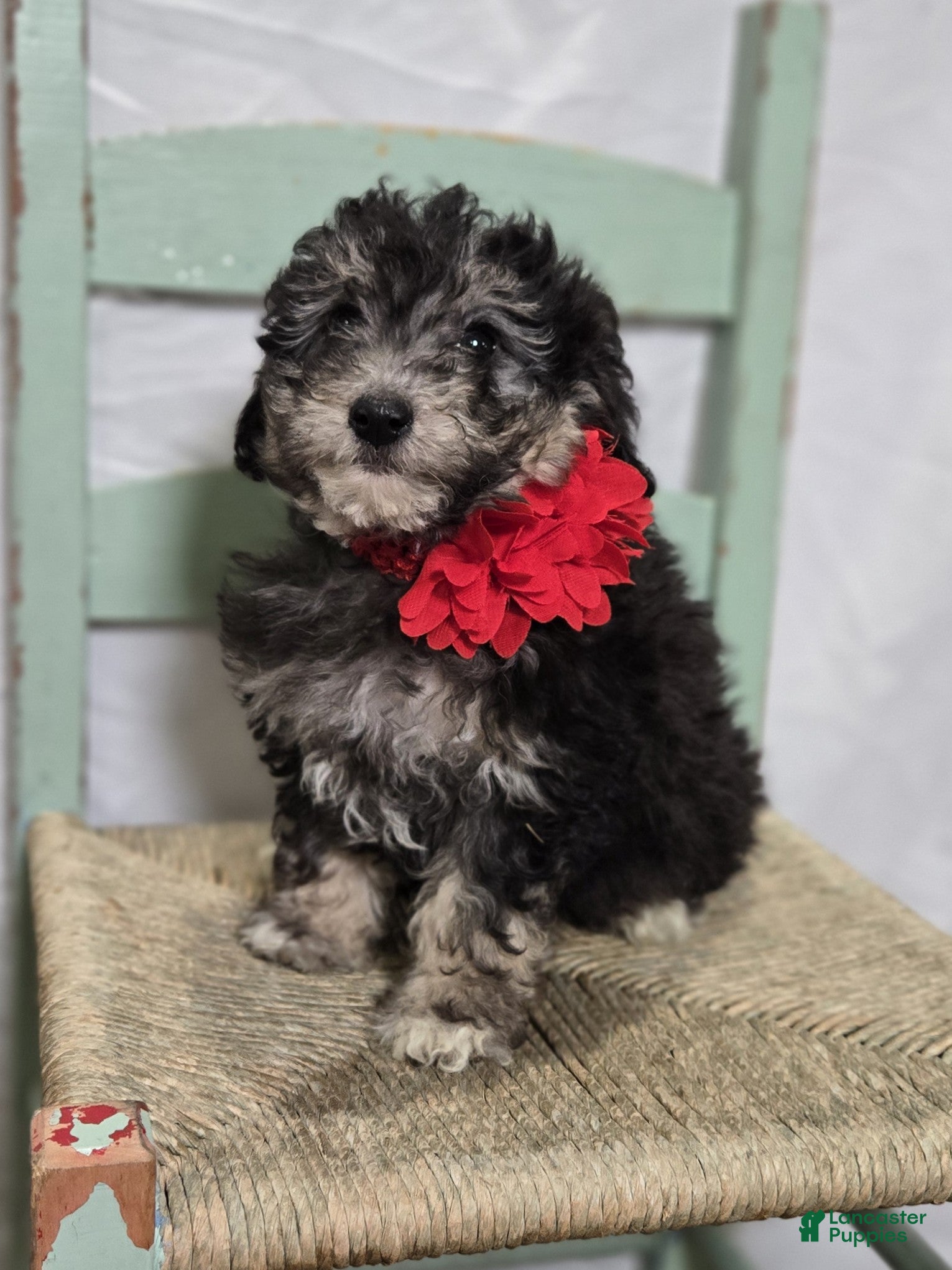 Pomapoo dogs Lucy - Ad 2