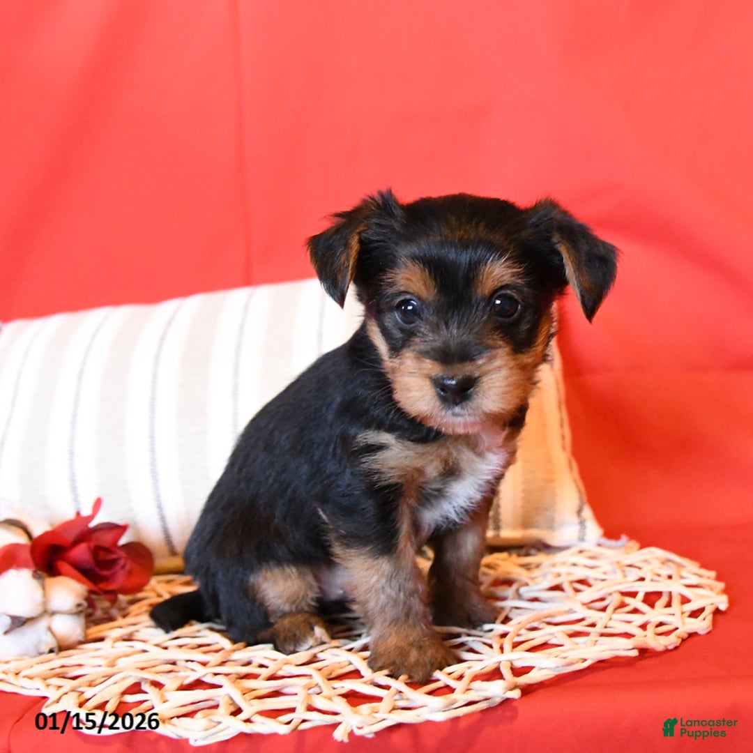 Yorkiepoo dogs for sale: Rhett - Ad 4
