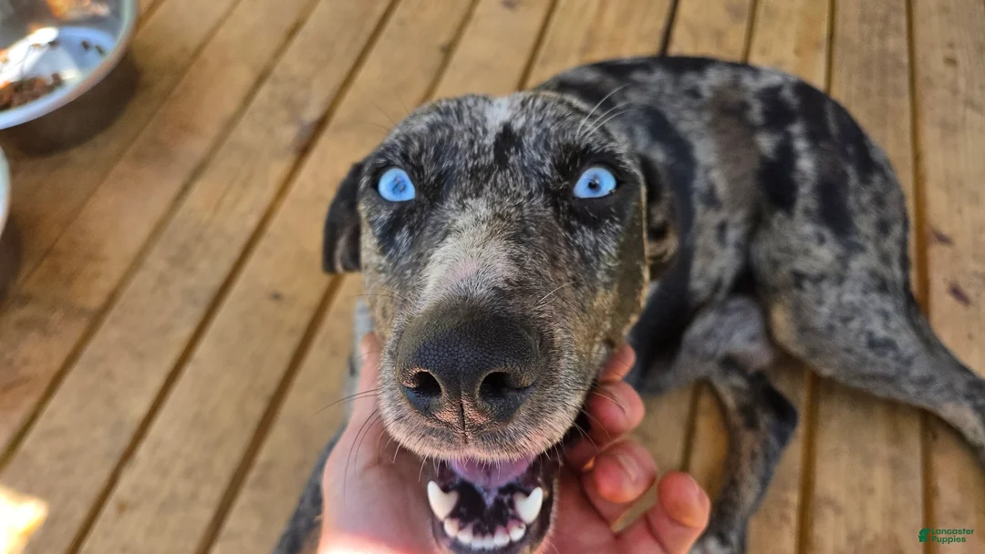 Catahoula Leopard Dog dogs for sale: Poseidon - Male (white merle)  - Ad 3