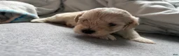 Miniature Schnauzer dogs for sale: Buzz - Ad 4