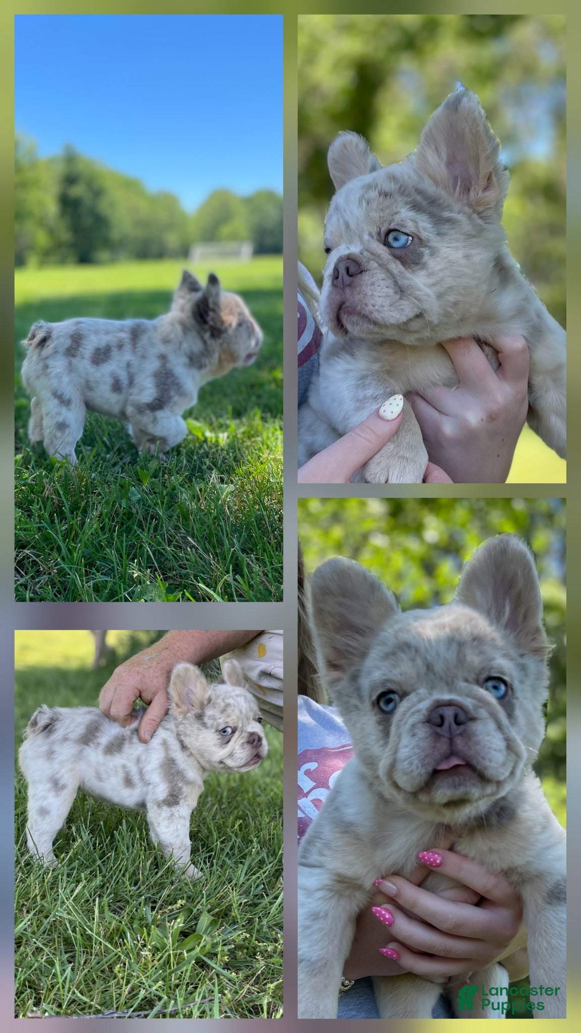 French Bulldog dogs Bingo - Ad 2
