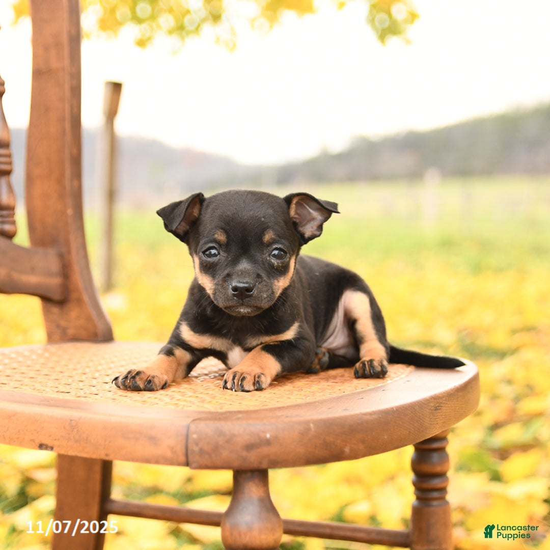 Chihuahua dogs for sale: Felix - Ad 2