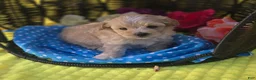 Maltipoo dogs for sale: Gypsy  - Ad 8