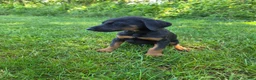 Doberman Pinscher dogs for sale: Doberman Pinscher Puppy 2 - Ad 2