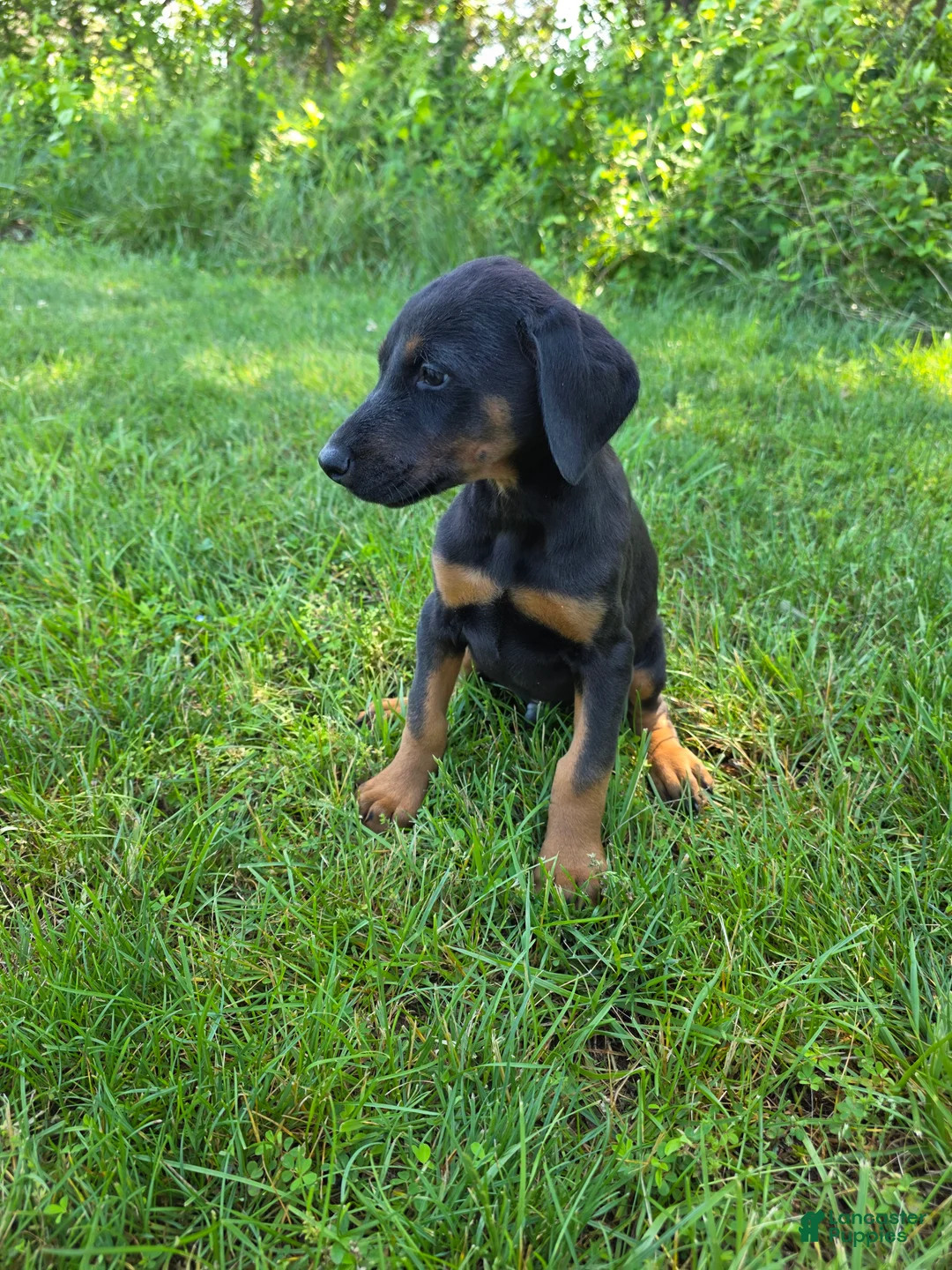 Doberman Pinscher dogs for sale: Doberman Pinscher Puppy 2 - Ad 2