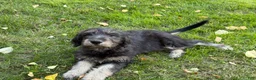 Labradoodle dogs for sale: OCEAN - Ad 12