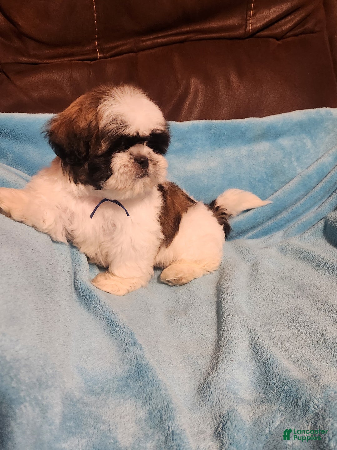 Shih Tzu dogs for sale: Shih Tzu Puppy 1 - Ad 3