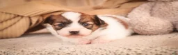Papillon dogs for sale: Romeo Papillon  - Ad 3
