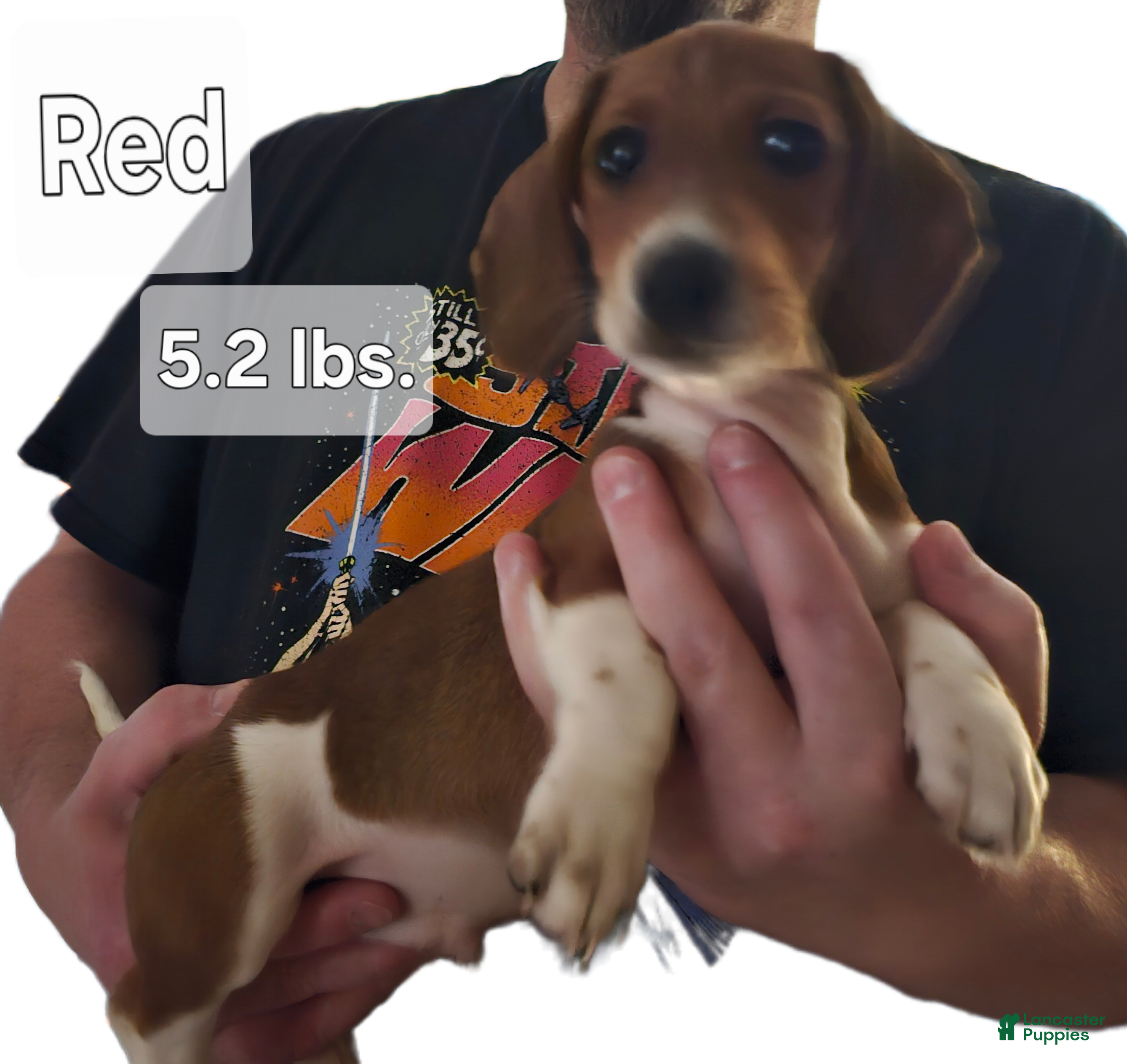 Miniature Dachshund dogs Miniature Dachshund Piebald (Red) - Ad 12