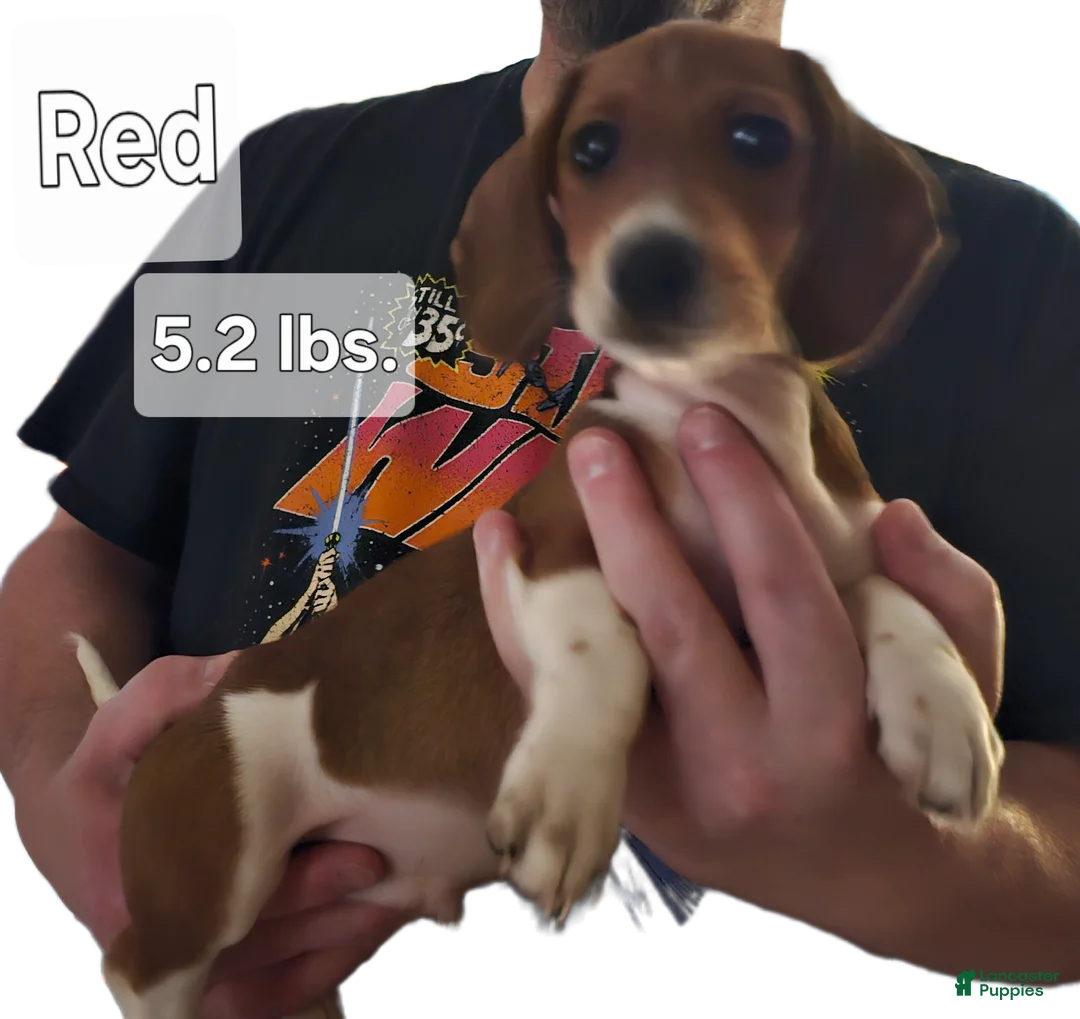 Miniature Dachshund dogs for sale: Miniature Dachshund Piebald (Red) - Ad 1
