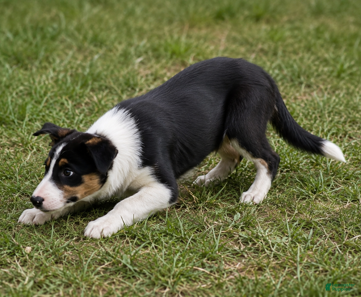 Border Collie dogs Border Collie 1 - Ad 36