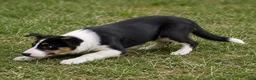 Border Collie dogs for sale: Border Collie 1 - Ad 1