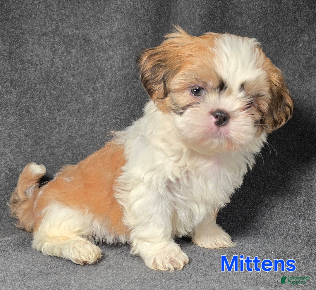 Shih Tzu dogs for sale: Mittens - Ad 1